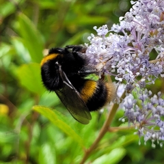 Bombus