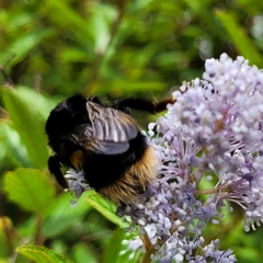 Bombus