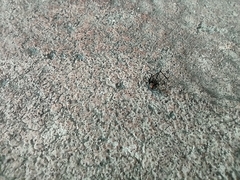 Araneae