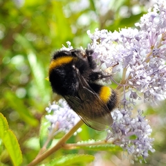Bombus