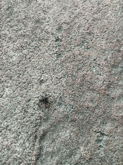 Araneae