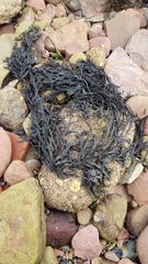 Fucus serratus