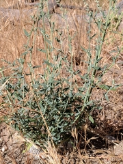 Chenopodium pratericola