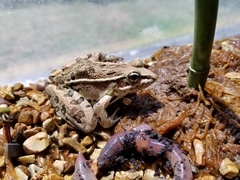 Lithobates sphenocephalus utricularius