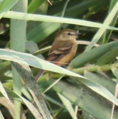 Myiophobus rufescens