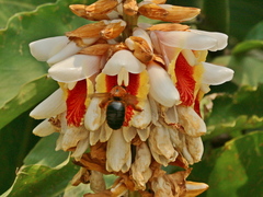 Xylocopa ruficeps