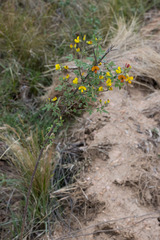Crotalaria natalensis