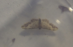 Idaea efflorata