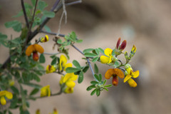 Crotalaria natalensis