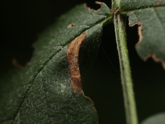 Phyllonorycter sorbi