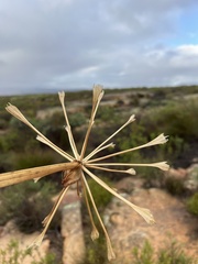 Brunsvigia orientalis