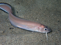 Ophidion