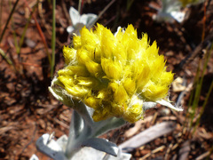 Helichrysum auriceps