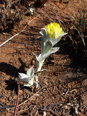 Helichrysum auriceps