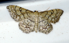 Idaea moniliata