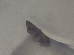 Idaea infirmaria