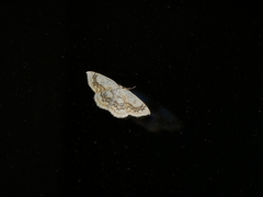 Cyclophora annularia
