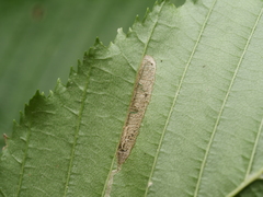 Phyllonorycter tenerella