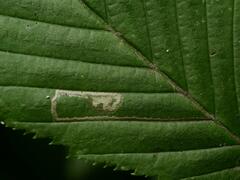 Stigmella carpinella