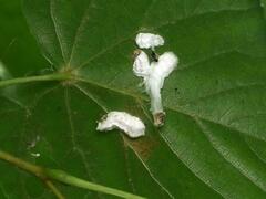 Pulvinaria hydrangeae