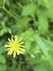 Media resource of Lapsana communis