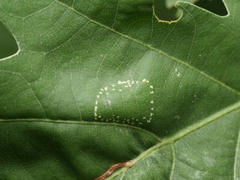 Phyllonorycter sublautella