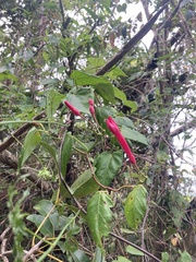 Ipomoea repanda