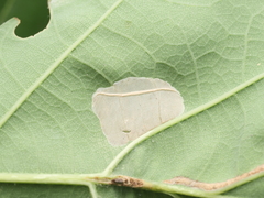 Phyllonorycter sublautella