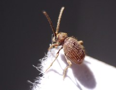 Ptinus