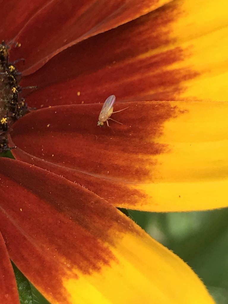 Brachyceran Flies from Spruce St, Acton, MA, US on July 07, 2022 at 09