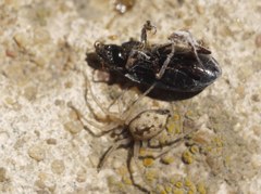 Oecobius maculatus
