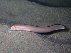 Ophidion
