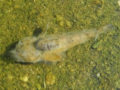 Cottus gobio