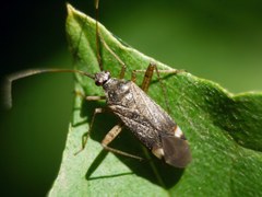 Closterotomus fulvomaculatus