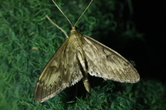 Anania lancealis