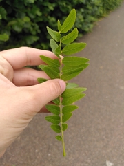 Gleditsia triacanthos