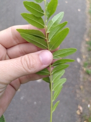 Gleditsia triacanthos