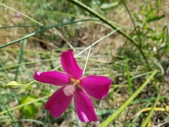 Callirhoe digitata