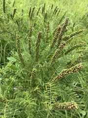 Amorpha nana