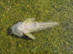 Cottus gobio