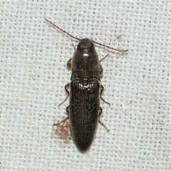 Melanotus paralellus