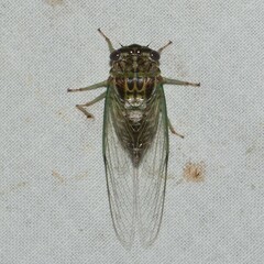Diceroprocta vitripennis