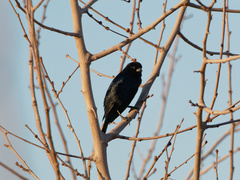 Molothrus bonariensis