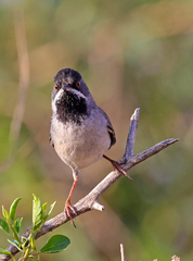 Curruca ruppeli