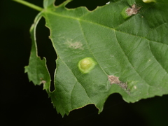 Didymomyia tiliacea