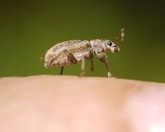 Polydrusus piliferus