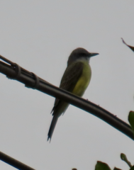 Tyrannus melancholicus