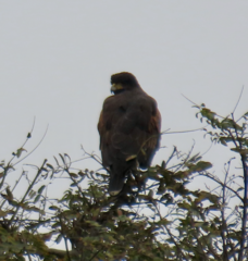 Parabuteo unicinctus