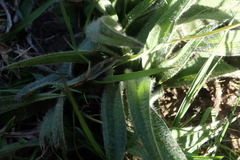 Hypoxis villosa
