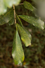 Ficus craterostoma